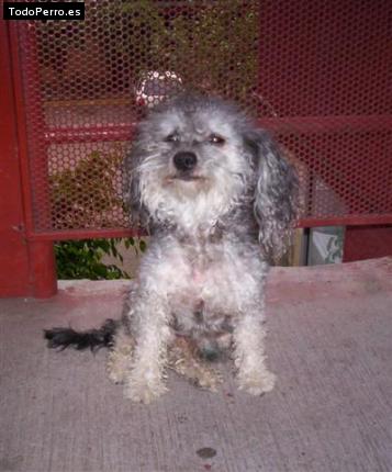 Foto del perro Rommel