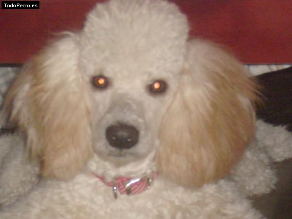 Foto del perro Chicho