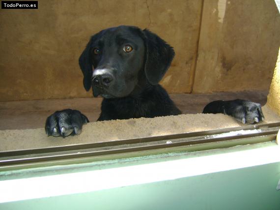 Foto del perro Kacique