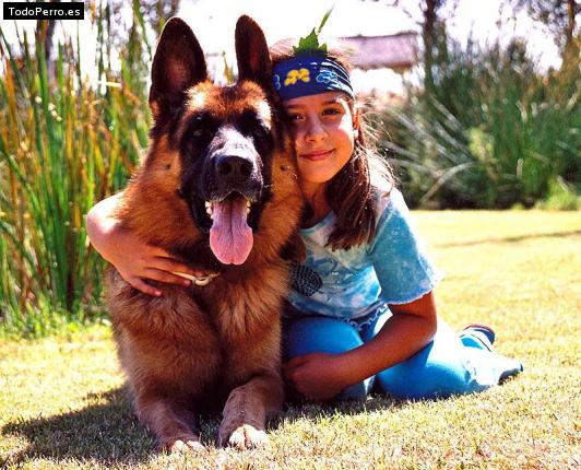 La foto del perro Kandahar Foto del perro Kandahar