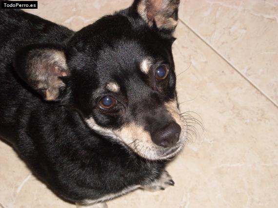 Foto del perro Neko