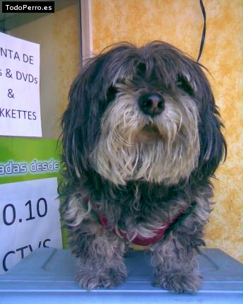 Foto del perro Chiky