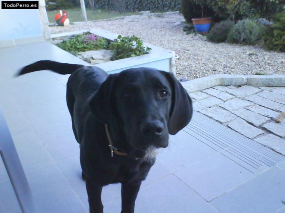 Foto del perro Hampy