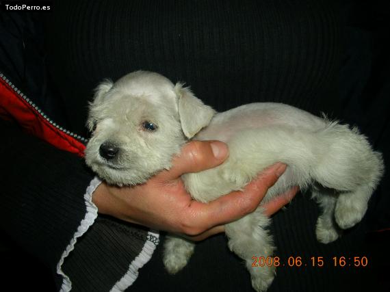 La foto del perro Mateo Foto del perro Mateo