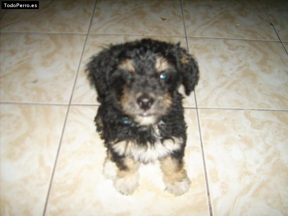 Foto del perro Balto