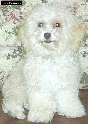 La foto del perro Munyeca Foto del perro Munyeca