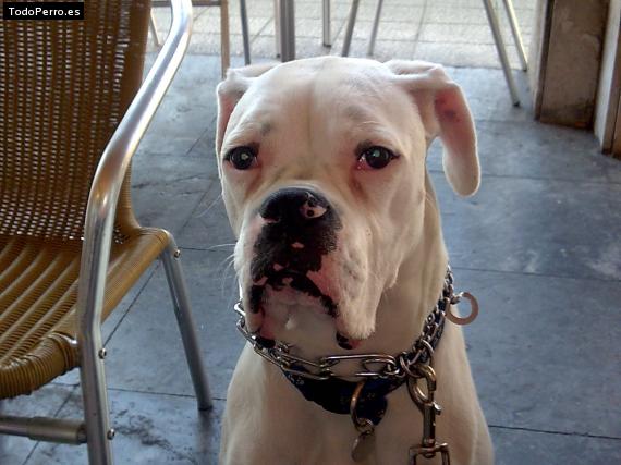 Foto del perro Trasgu