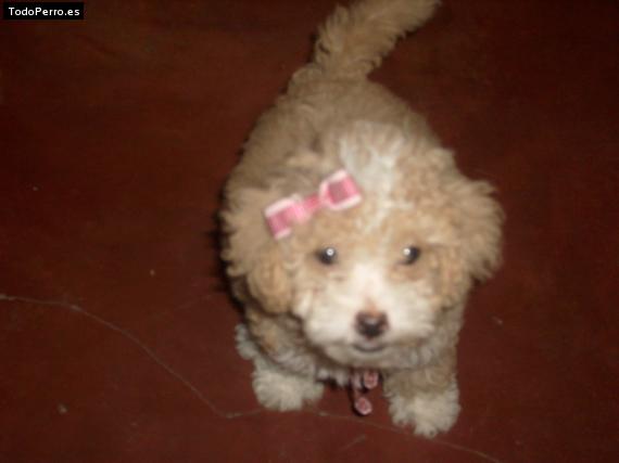 Foto del perro Nina
