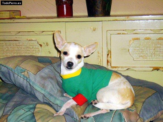 La foto del perro Gini Foto del perro Gini