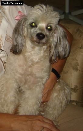 Foto del perro Candy