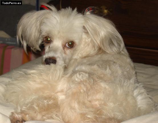 La foto del perro Mixi Foto del perro Mixi