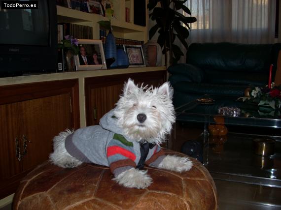 Foto del perro Bolo