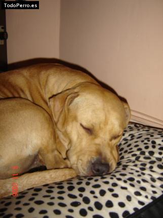 Foto del perro Shena