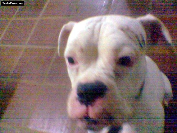 Foto del perro Samson