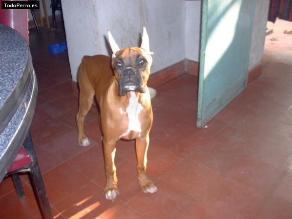 Foto del perro Rocky