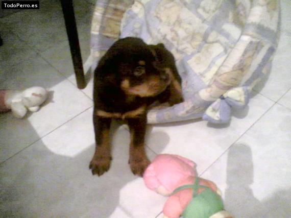 Foto del perro Sam