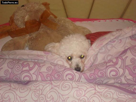 La foto del perro