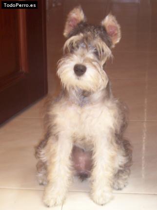 La foto del perro Lizziet Foto del perro Lizziet