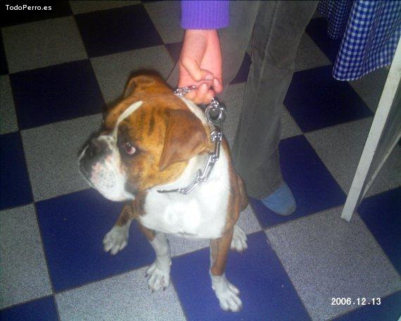 La foto del perro Gaston Foto del perro Gaston