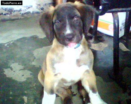 Foto del perro Balto