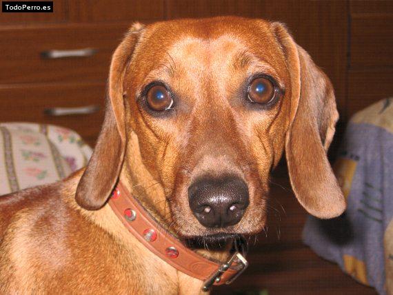 Foto del perro Nicolas