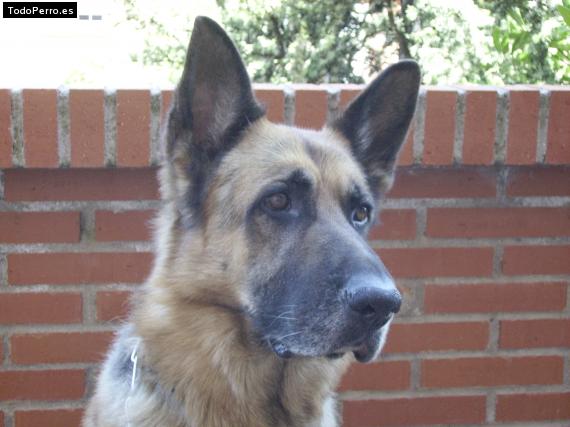 La foto del perro Piper Foto del perro Piper