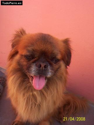 Foto del perro Chipy