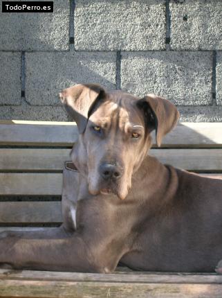 Foto del perro Scooby