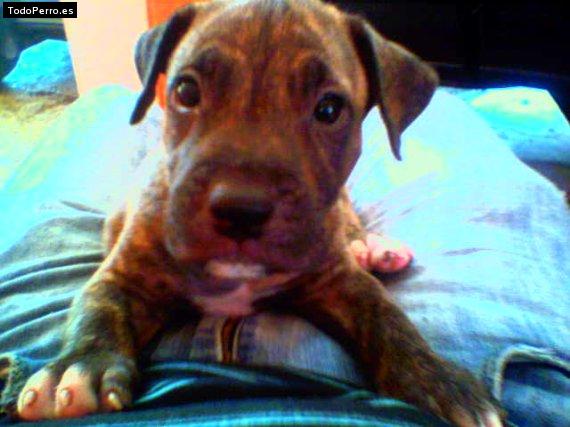 La foto del perro Rubicon Foto del perro Rubicon