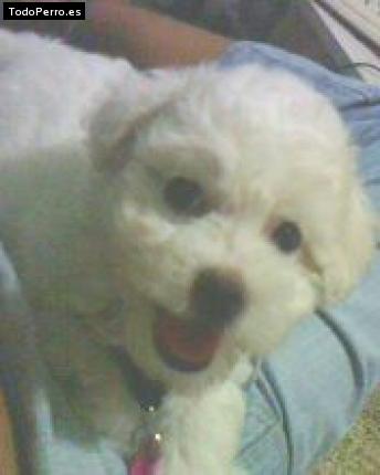 Foto del perro Bibi mely ina