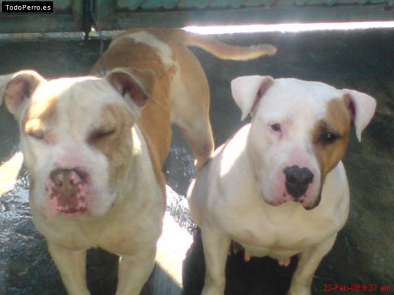 Foto del perro Hosh y pila