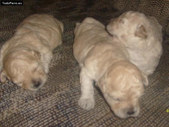 Foto del perro Robin, dolly y daisy