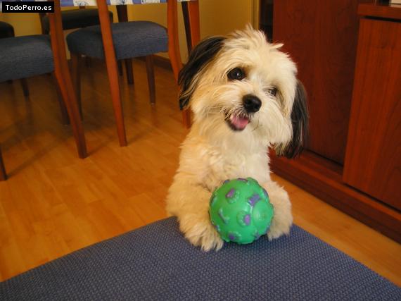 Foto del perro Rufus