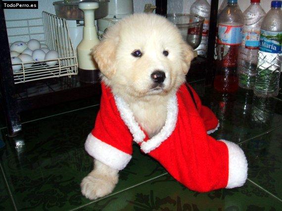 La foto del perro Ronrito Foto del perro Ronrito