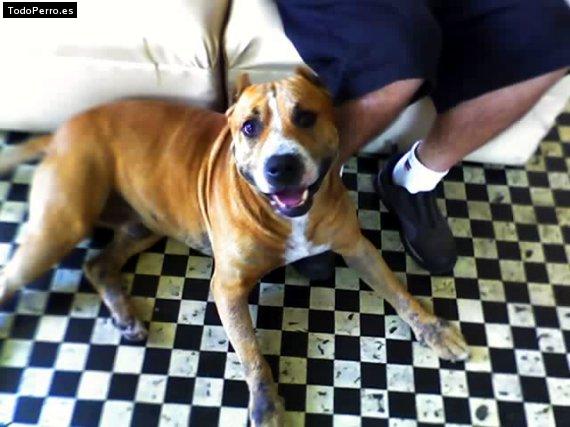 La foto del perro Palermo Foto del perro Palermo