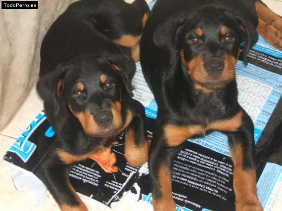 La foto del perro Laika y gitana Foto del perro Laika y gitana