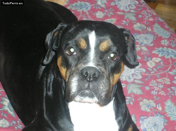 Foto del perro Sasha