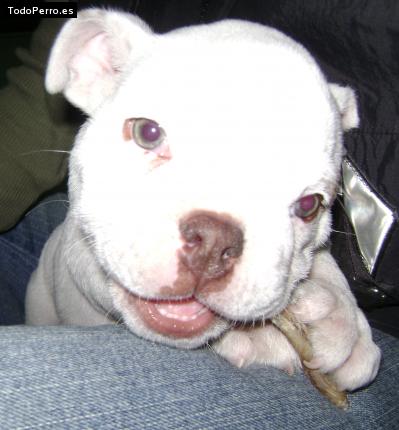 Foto del perro Natasha