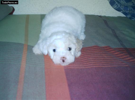 Foto del perro Blanqui
