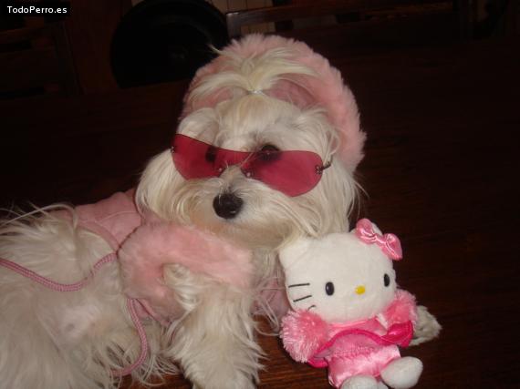 La foto del perro