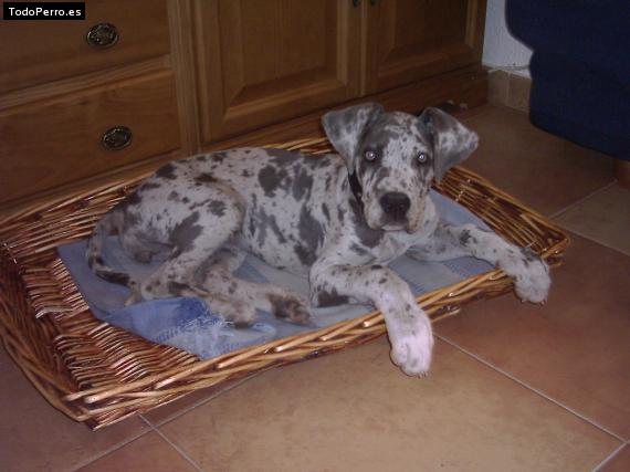 Foto del perro Tina