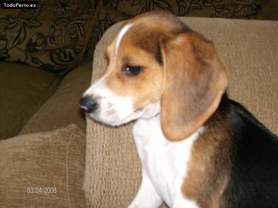 Foto del perro Chucky