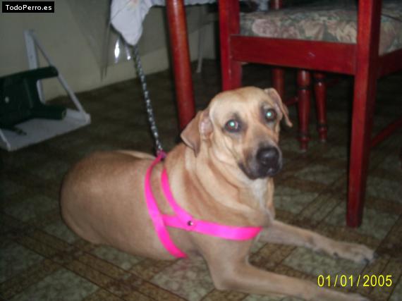 Foto del perro Sofi