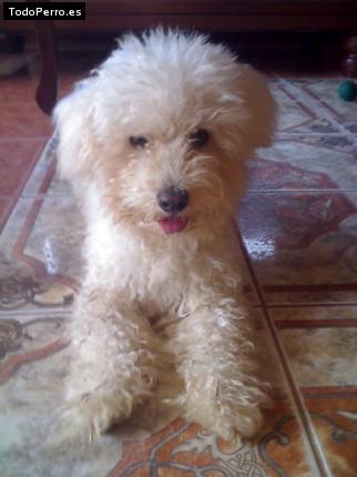Foto del perro Teddy