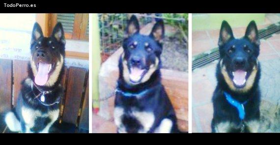 Foto del perro Rocky