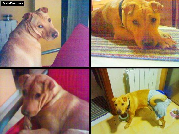 La foto del perro