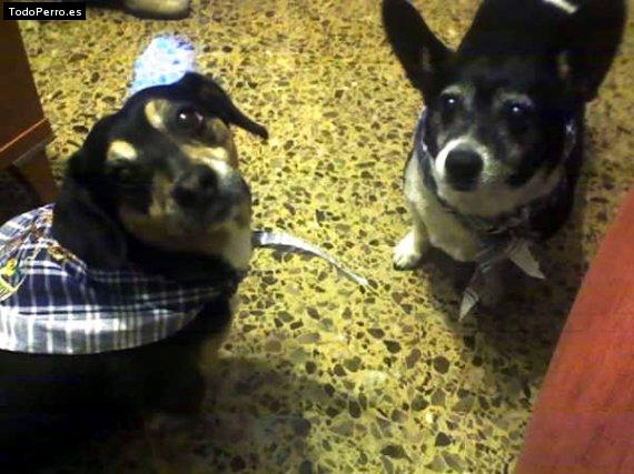 La foto del perro