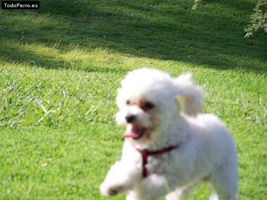 Foto del perro Emo