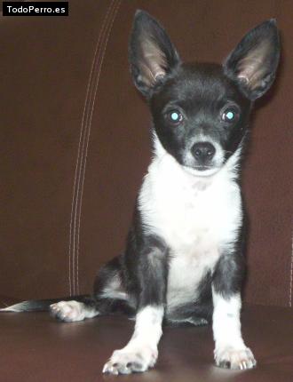 Foto del perro Bebo