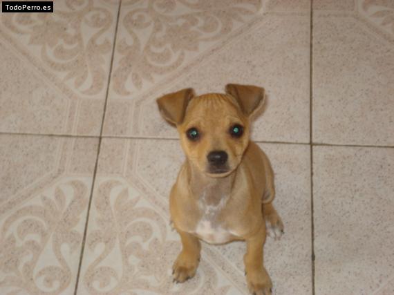 Foto del perro Bilulo
